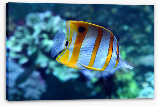 Fish / Aquatic