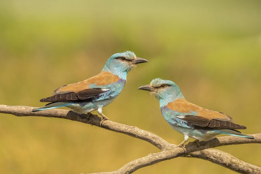 Birds