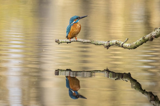 Kingfisher mirror