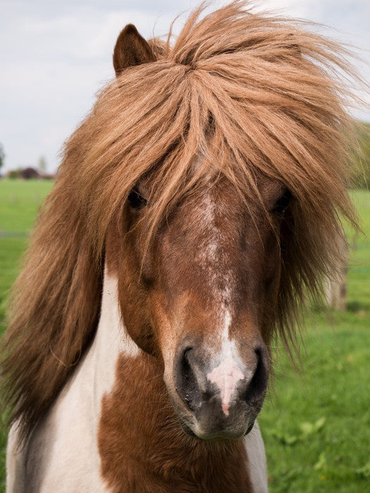 Straight from the salon