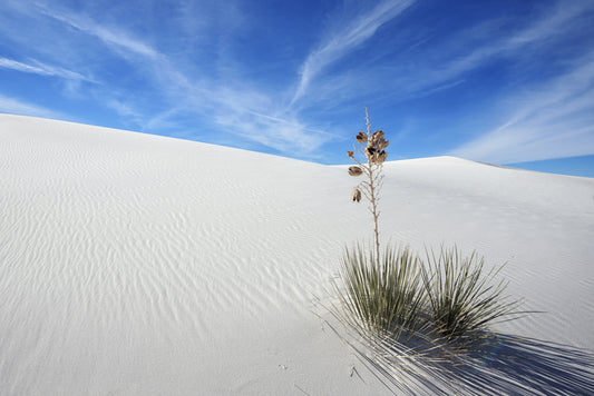 Desert