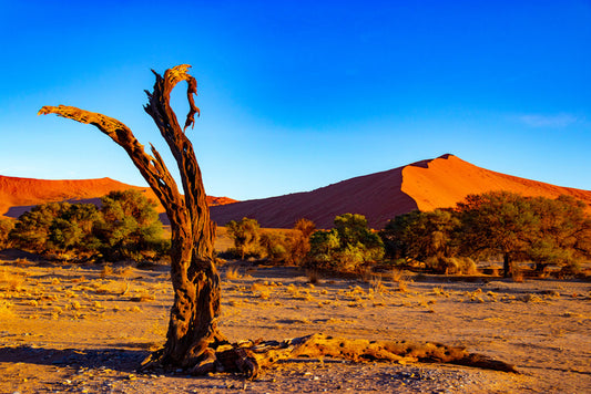 Desert