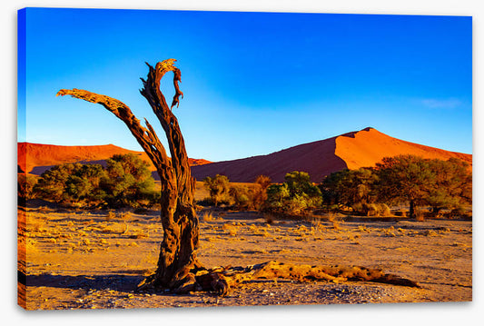 Desert
