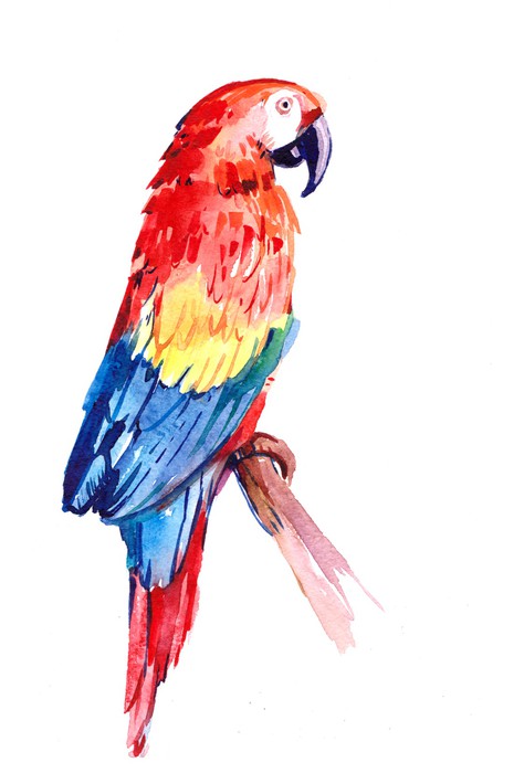 Paradise parrot perch
