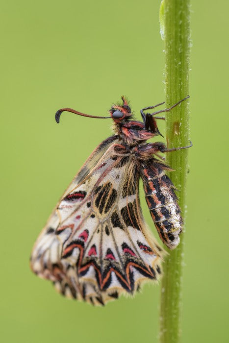 Insects