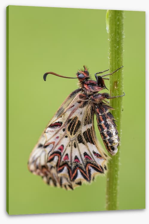 Insects