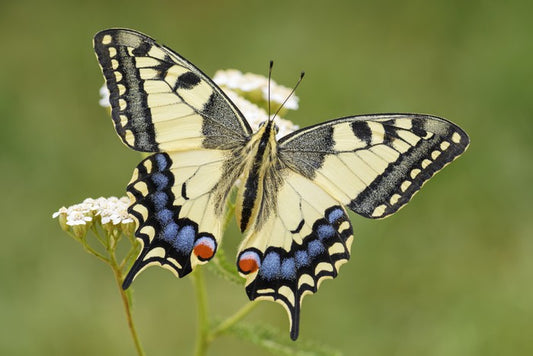 Insects