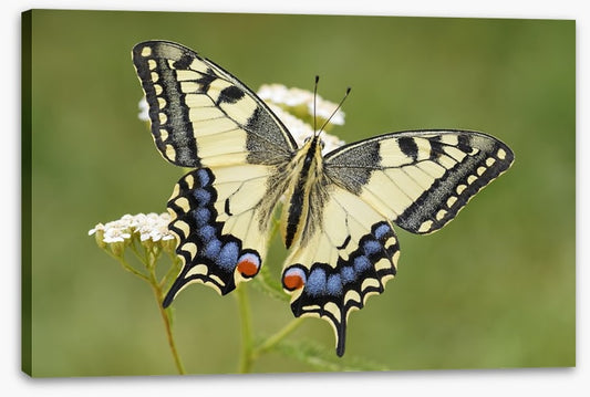 Insects