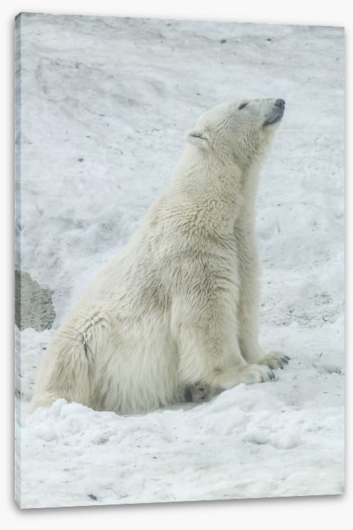 Polar bear stretch