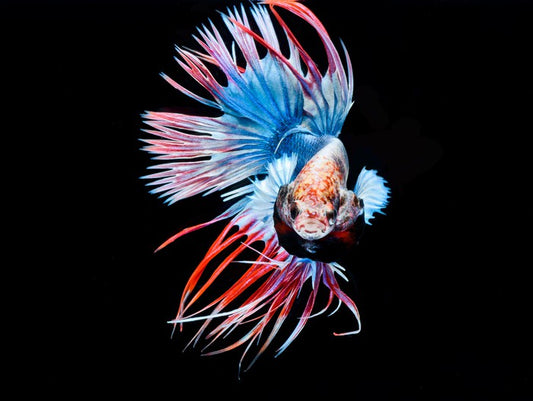 Fish / Aquatic