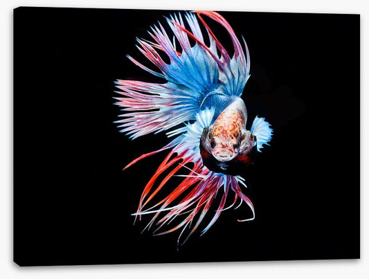 Fish / Aquatic