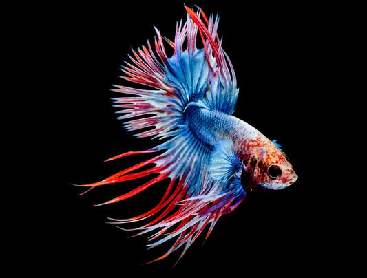 Fish / Aquatic