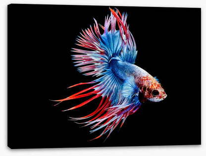 Fish / Aquatic