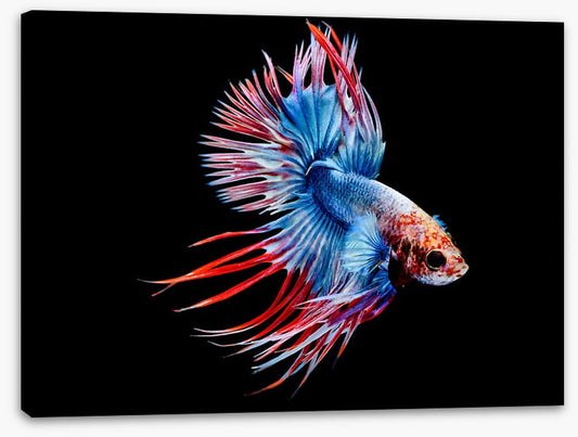 Fish / Aquatic