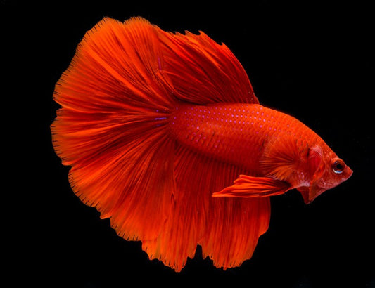 Fighting fins