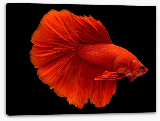 Fighting fins