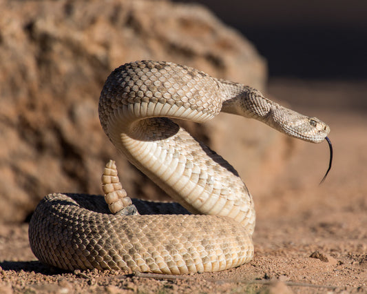 Reptiles / Amphibian