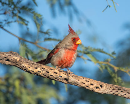 Birds