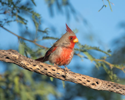 Birds