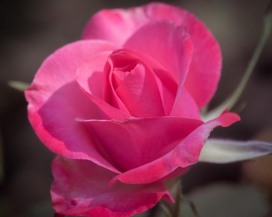 Rose above