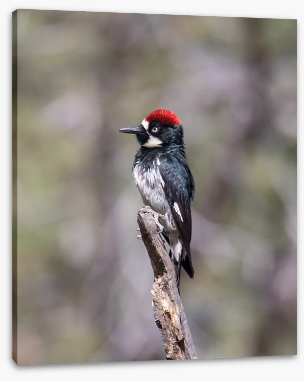 Acorn woodpecker
