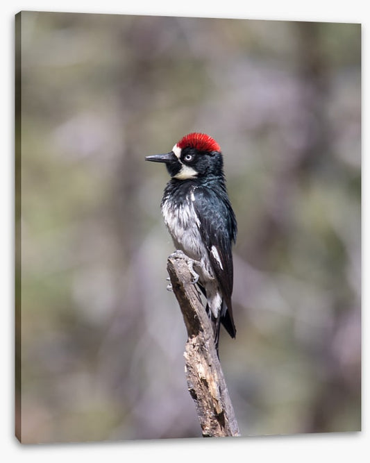 Acorn woodpecker