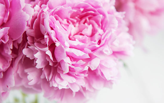 Pink peony petals
