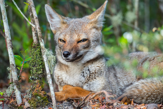 Mammals