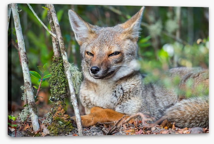 Mammals