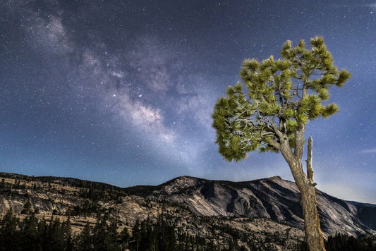 Trees