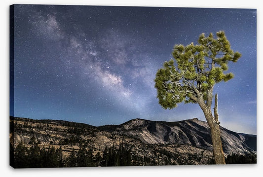 Trees