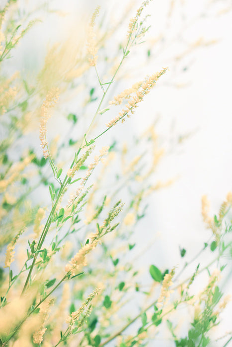 Wildflower breeze