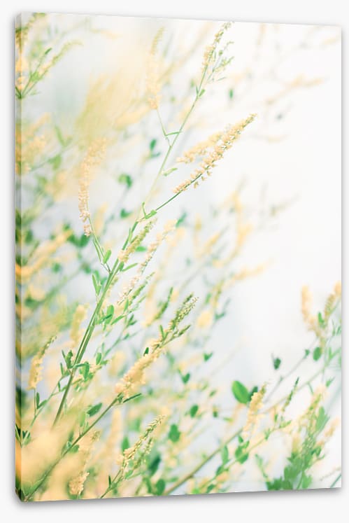 Wildflower breeze