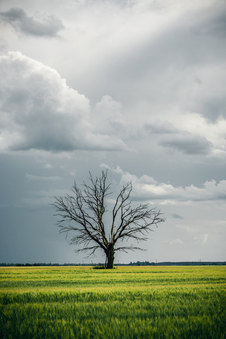 Trees
