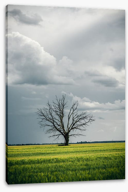 Trees