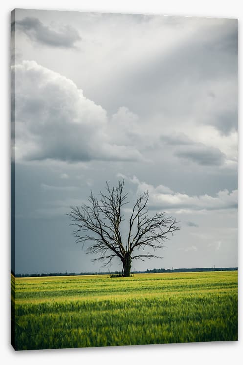 Trees