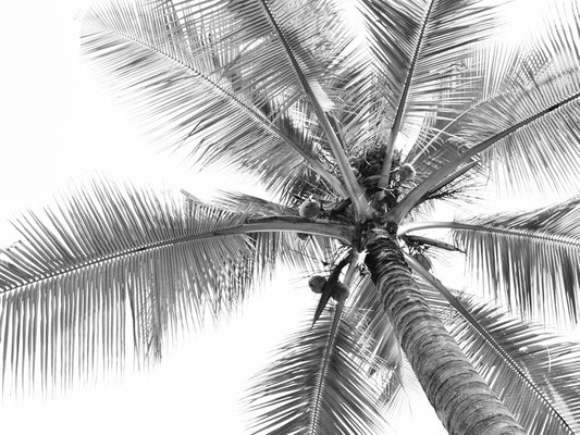 Coconut canopy