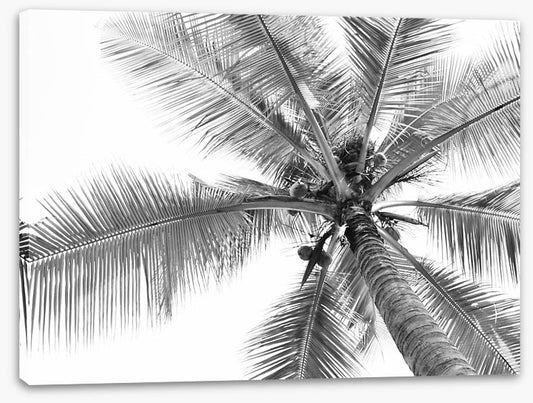 Coconut canopy