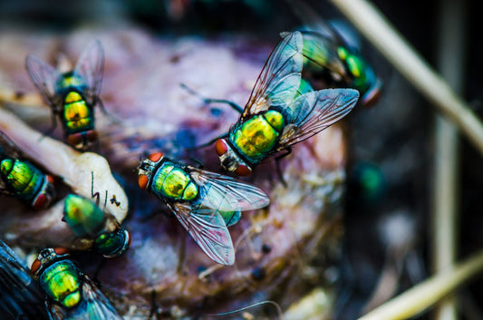 Insects