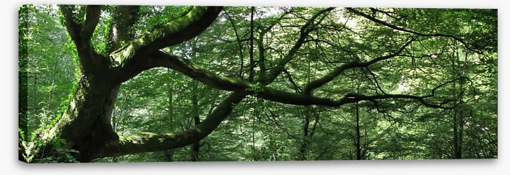 Out on a limb