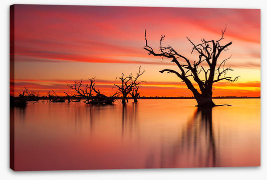 Lake Bonney redgum