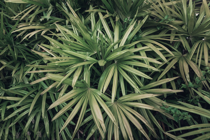 Leaves