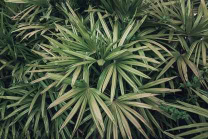 Leaves