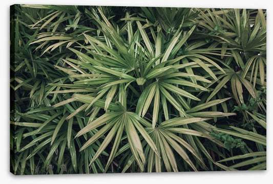Leaves