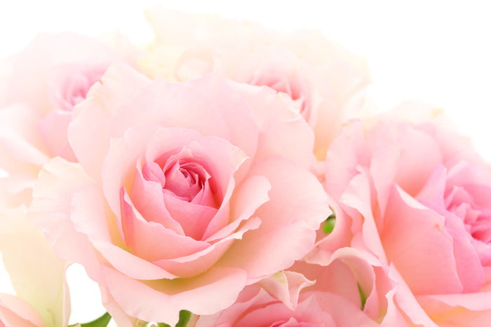 Coming up roses