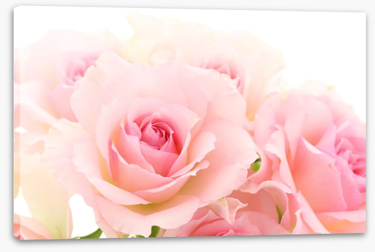 Coming up roses