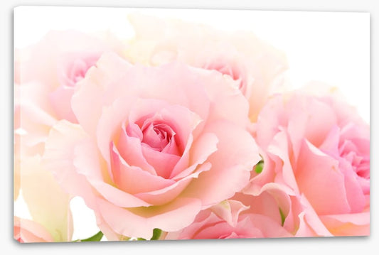 Coming up roses