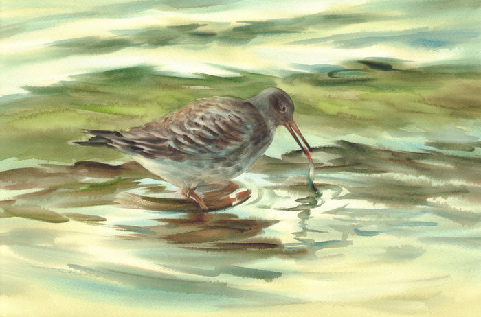 Wet beak