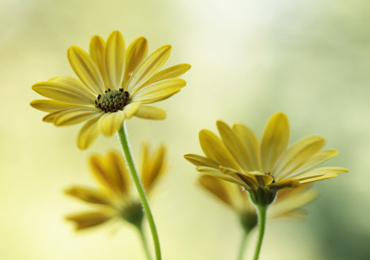 Sunshine bloom
