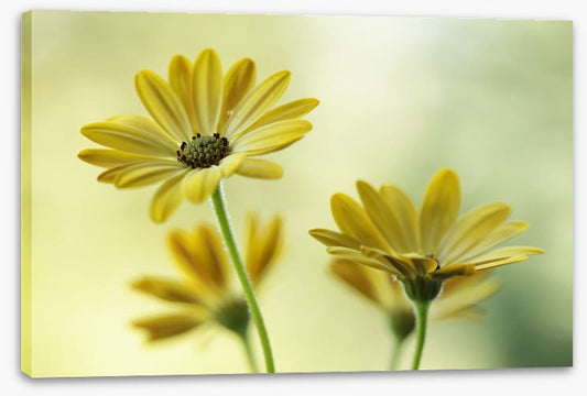 Sunshine bloom